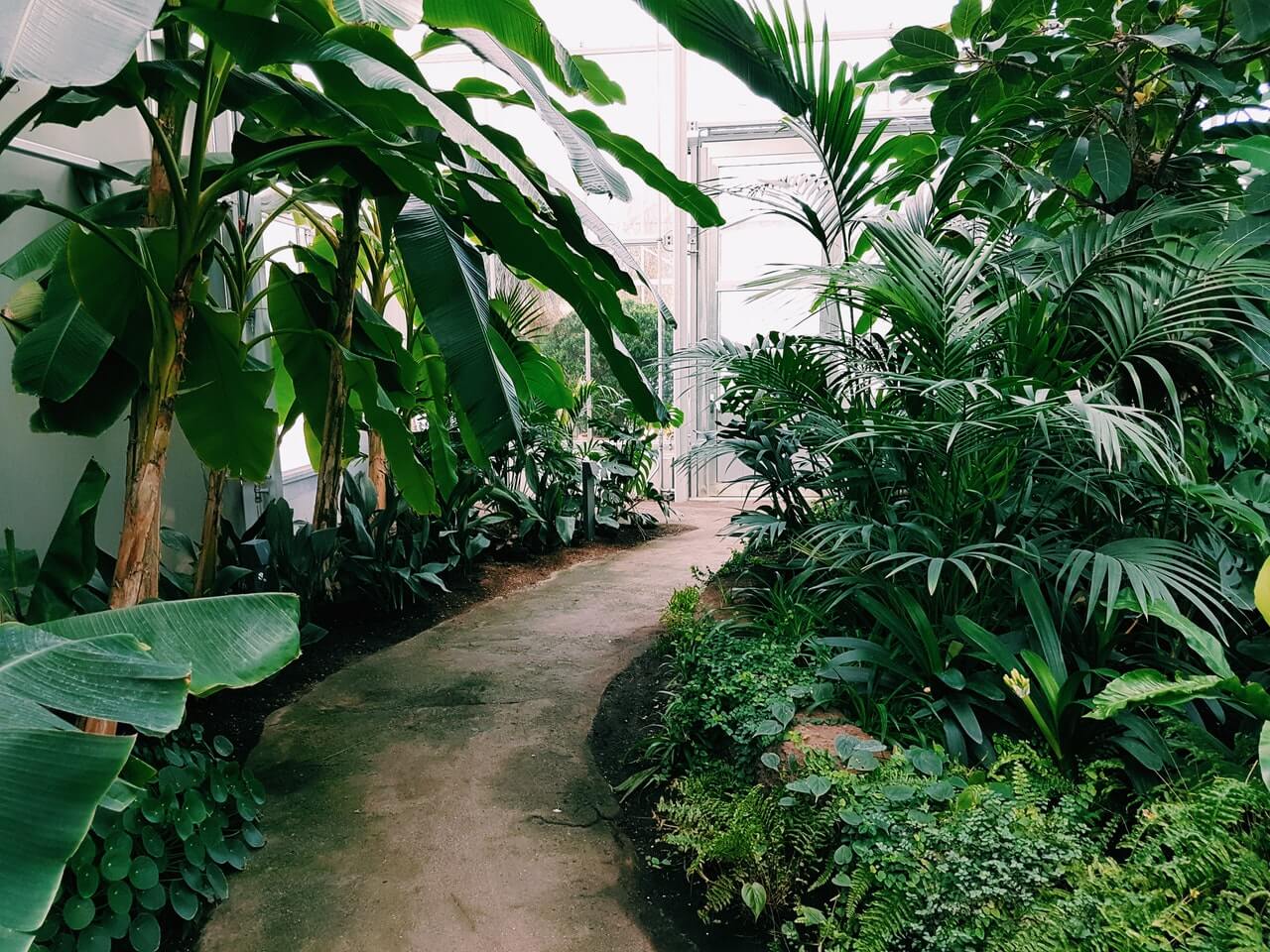 photography of pathway surrounded by plants.jpg